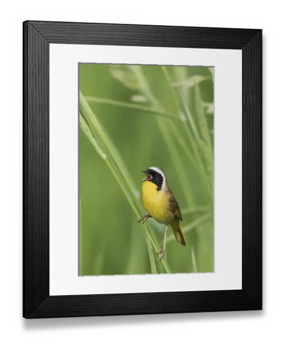 Framed Print : Common Yellowthroat Warbler Singing Framed Print : Common Yellowthroat Warbler Singing