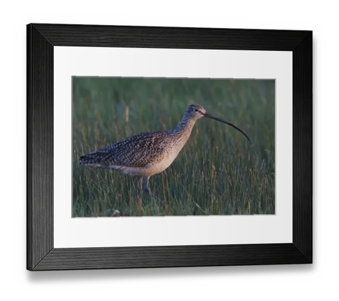 Framed Print : Long-billed Curlew Framed Print : Long-billed Curlew