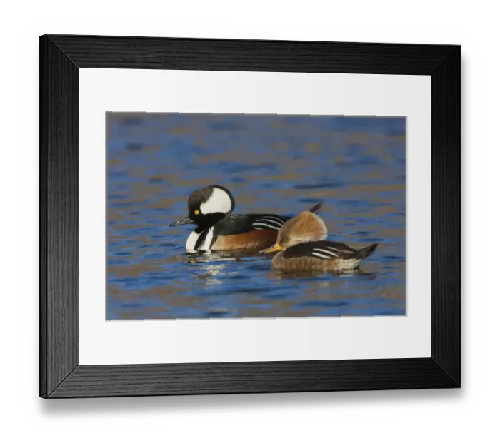 Framed Print : Hooded Merganser Pair Framed Print : Hooded Merganser Pair