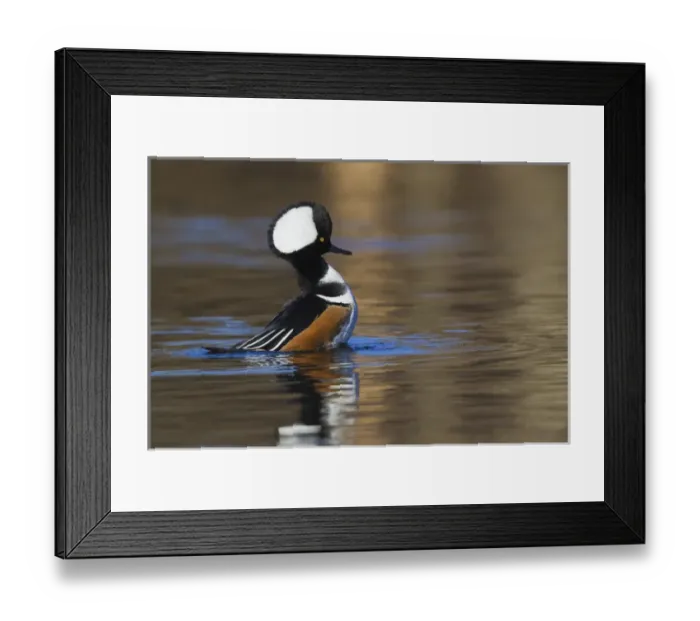 Framed Print : Hooded Merganser; Courtship Display