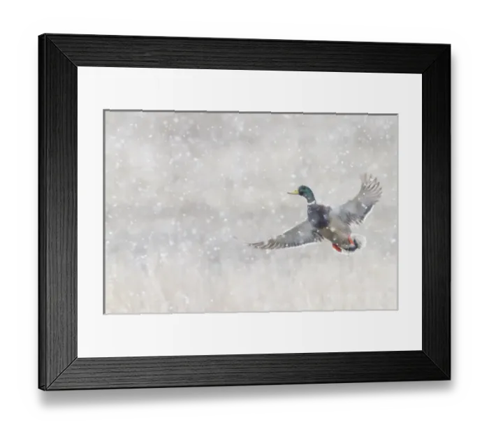 Framed Print : Mallard Drake Taking Flight in heavy snow Framed Print : Mallard Drake Taking Flight in heavy snow
