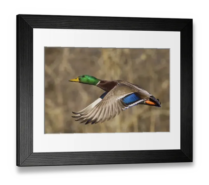 Framed Print : Mallard Drake in Flight Framed Print : Mallard Drake in Flight