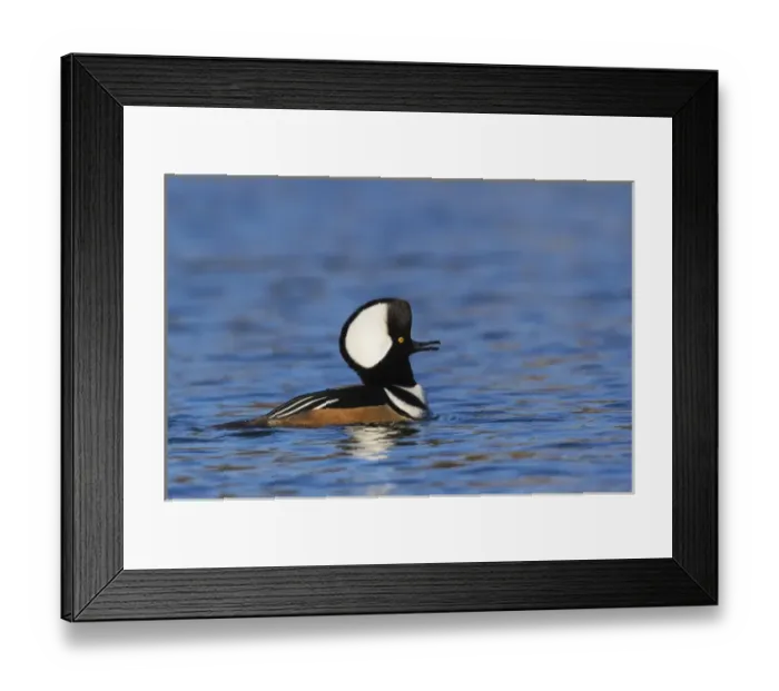 Framed Print : Hooded Merganser Calling (male) Framed Print : Hooded Merganser Calling (male)