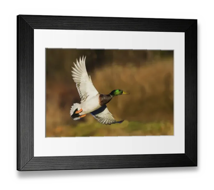 Framed Print : Mallard Drake Taking Flight