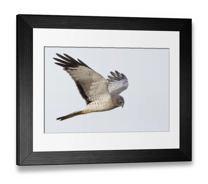 Framed Print : Northern Harrier Hawk Hunting Framed Print : Northern Harrier Hawk Hunting