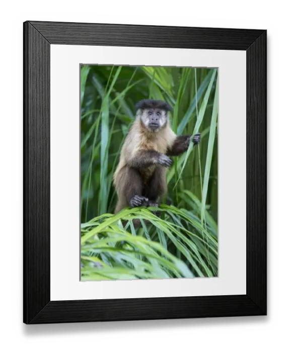 Framed Print : South America, Brazil, Mato Grosso do Sul, Bonito, brown capuchin monkey, Cebus apella