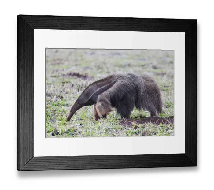Framed Print : South America, Brazil, Mato Grosso do Sul, near Bonito, giant anteater, Myrmecophaga tridactyl Framed Print : South America, Brazil, Mato Grosso do Sul, near Bonito, giant anteater, Myrmecophaga tridactyl
