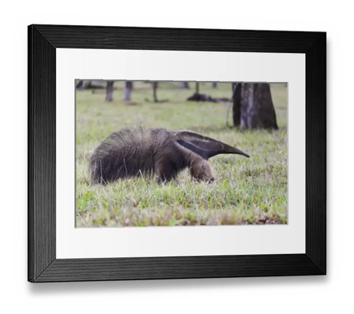 Framed Print : South America, Brazil, Mato Grosso do Sul, near Bonito, giant anteater, Myrmecophaga tridactyl