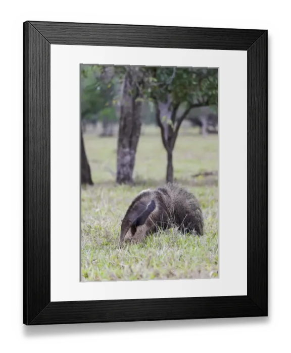 Framed Print : South America, Brazil, Mato Grosso do Sul, near Bonito, giant anteater, Myrmecophaga tridactyl Framed Print : South America, Brazil, Mato Grosso do Sul, near Bonito, giant anteater, Myrmecophaga tridactyl