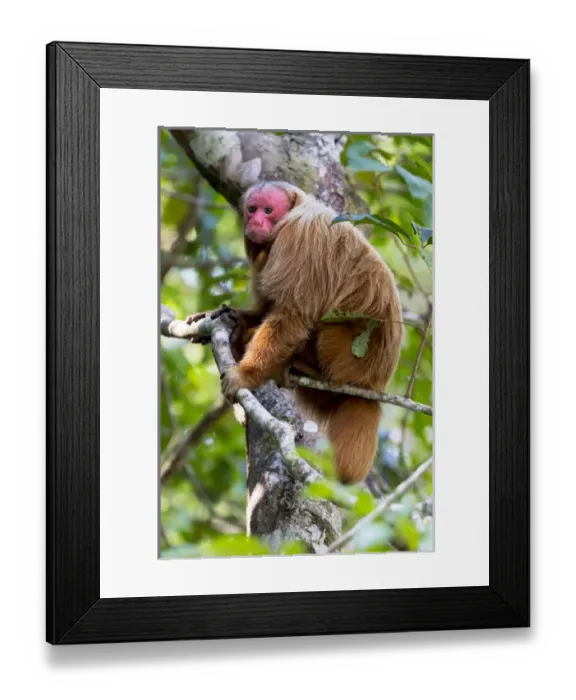 Framed Print : South America, Brazil, The Amazon, Manaus, Amazon EcoPark Jungle Lodge, bald uakari monkey Framed Print : South America, Brazil, The Amazon, Manaus, Amazon EcoPark Jungle Lodge, bald uakari monkey
