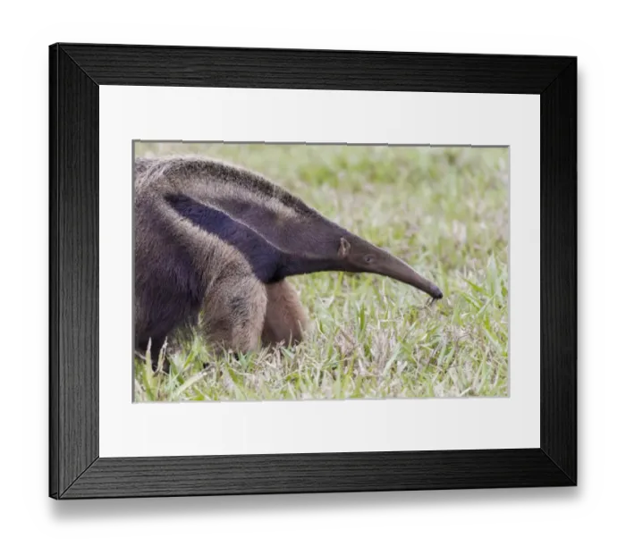 Framed Print : South America, Brazil, Mato Grosso do Sul, near Bonito, giant anteater, Myrmecophaga tridactyl Framed Print : South America, Brazil, Mato Grosso do Sul, near Bonito, giant anteater, Myrmecophaga tridactyl