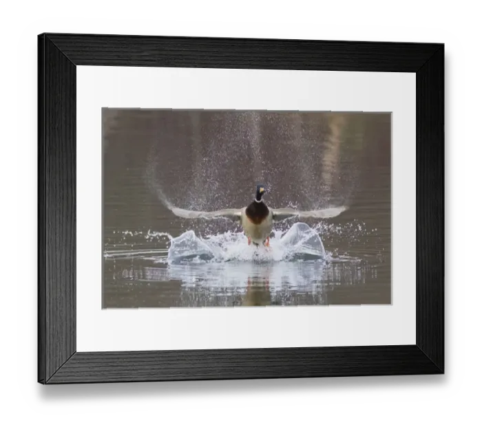 Framed Print : Mallard Drake Taking Flight Framed Print : Mallard Drake Taking Flight
