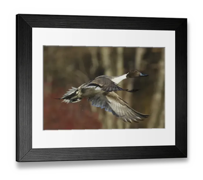 Framed Print : Northern Pintail Drake Framed Print : Northern Pintail Drake