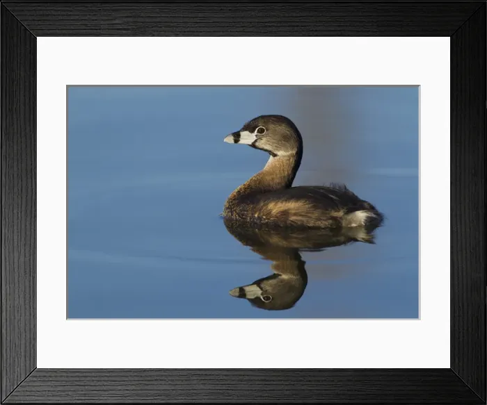 Framed Print : Pie-billed Grebe Framed Print : Pie-billed Grebe