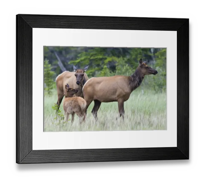 Framed Print : Rocky Mountain Cow Elk with Calf Framed Print : Rocky Mountain Cow Elk with Calf