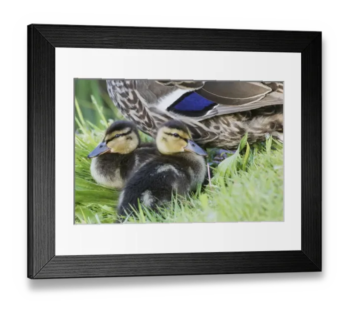 Framed Print : Mallard Ducklings Framed Print : Mallard Ducklings