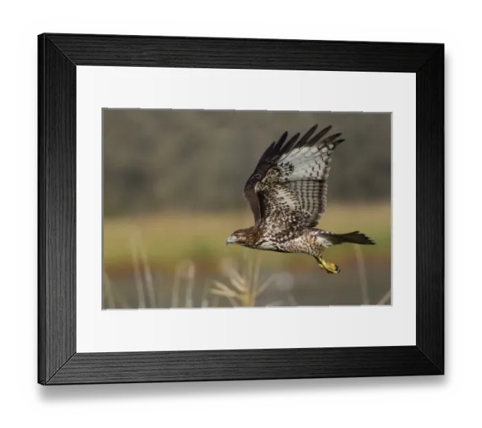 Framed Print : Red-tail Hawk