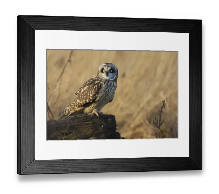 Framed Print : Short-eared Owl Framed Print : Short-eared Owl