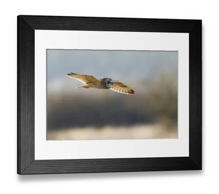 Framed Print : Short-eared Owl Hunting Framed Print : Short-eared Owl Hunting
