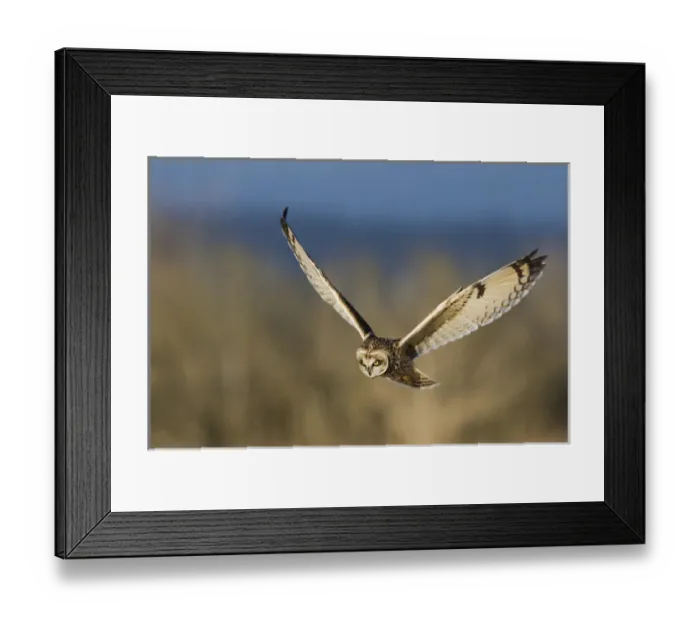 Framed Print : Short-eared Owl Hunting Framed Print : Short-eared Owl Hunting