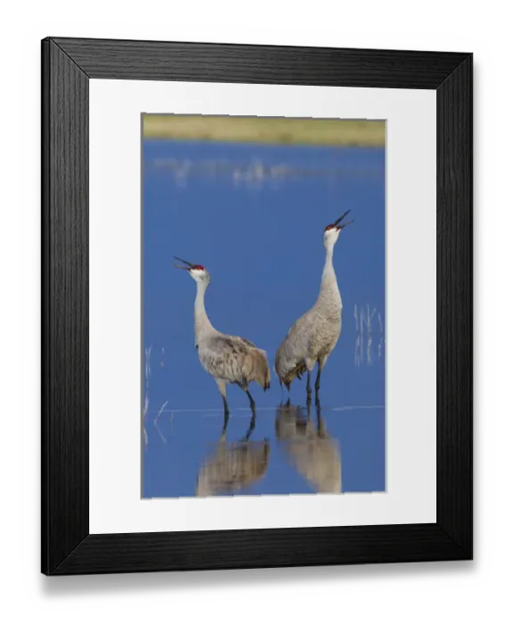 Framed Print : Sandhill Cranes Calling