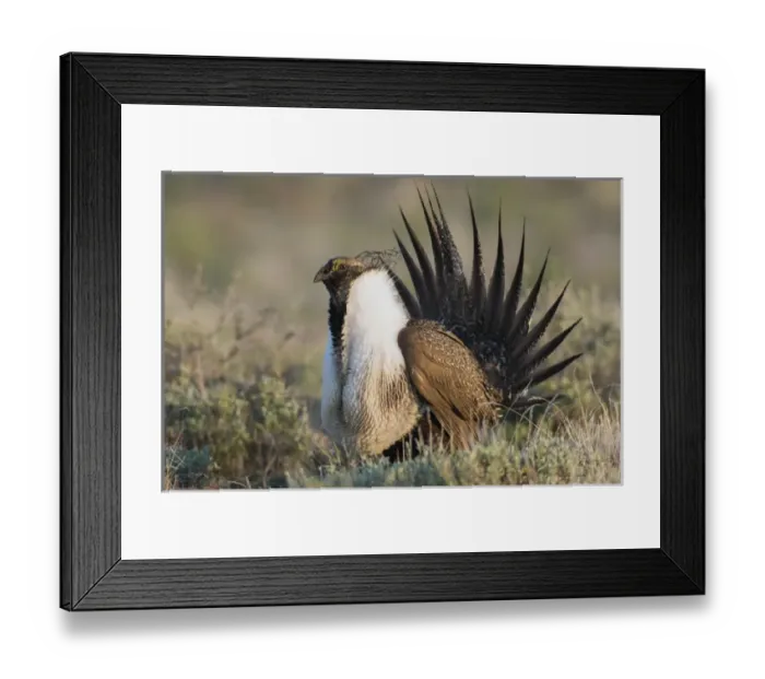 Framed Print : Sage Grouse; Courtship Display Framed Print : Sage Grouse; Courtship Display