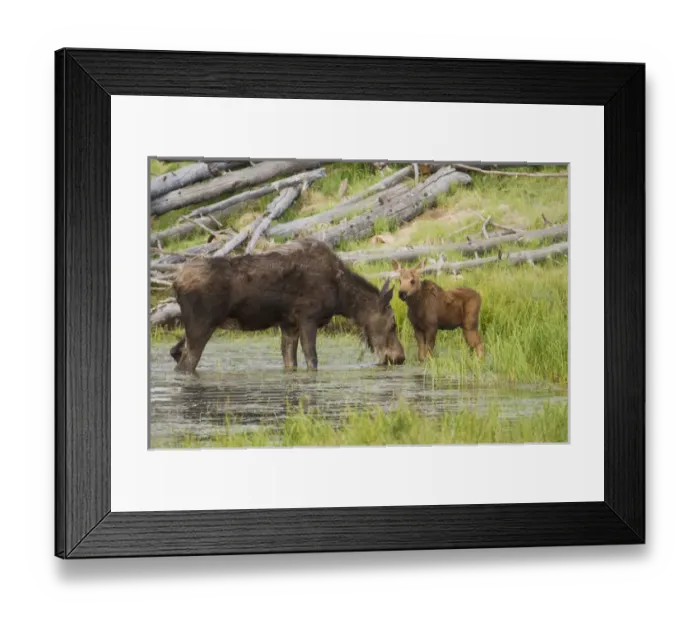 Framed Print : Shiras Cow Moose with Calf Framed Print : Shiras Cow Moose with Calf