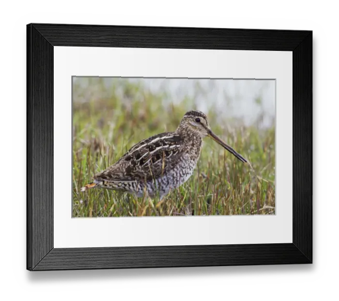 Framed Print : Common Snipe Framed Print : Common Snipe