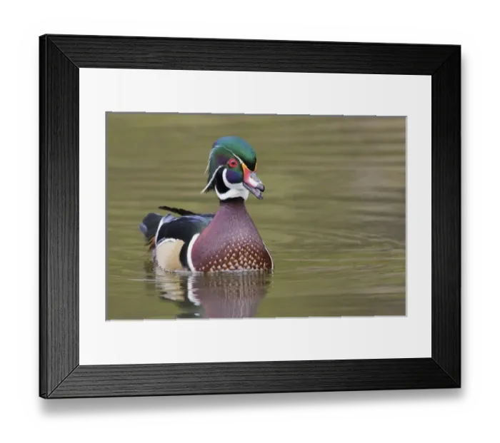 Framed Print : Wood Duck Drake