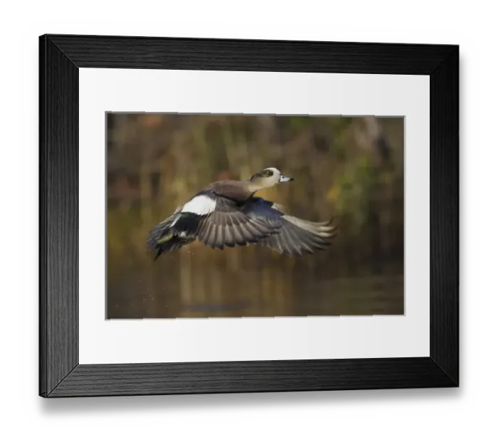 Framed Print : American Wigeon Taking Flight Framed Print : American Wigeon Taking Flight