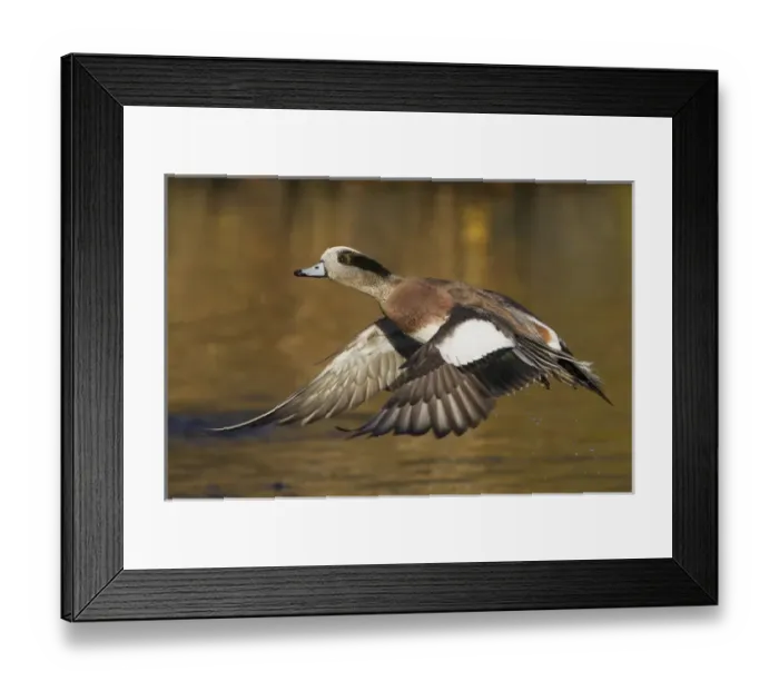 Framed Print : American Wigeon Taking Flight Framed Print : American Wigeon Taking Flight