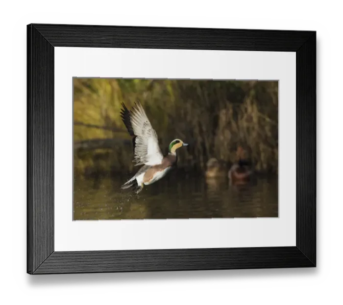 Framed Print : American Wigeon Taking Flight Framed Print : American Wigeon Taking Flight
