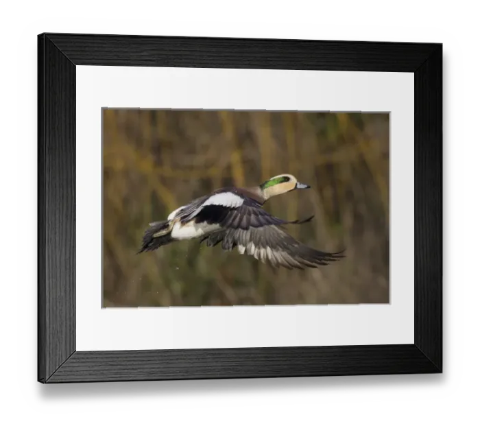 Framed Print : American Wigeon in Flight Framed Print : American Wigeon in Flight