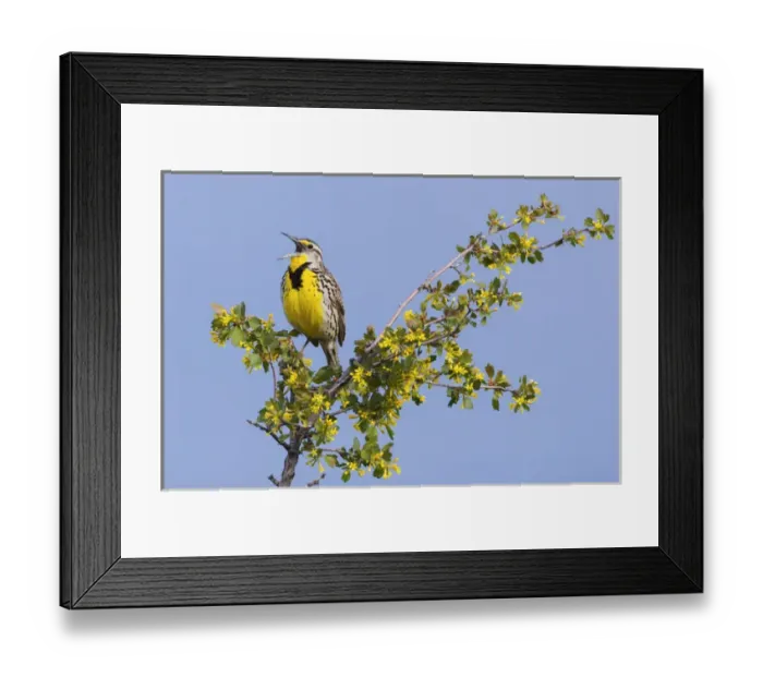 Framed Print : Western Meadowlark Singing Framed Print : Western Meadowlark Singing