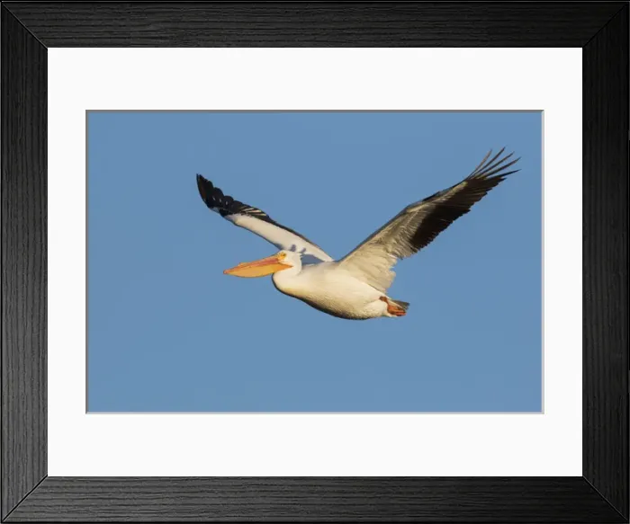Framed Print : American White Pelican Framed Print : American White Pelican