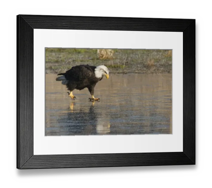 Framed Print : Bald Eagle on Ice Framed Print : Bald Eagle on Ice
