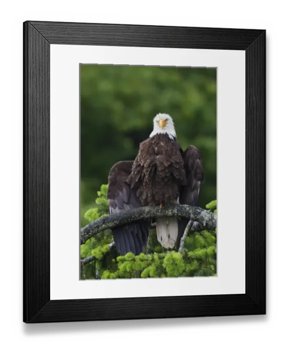 Framed Print : Bald Eagle Drying Wings Framed Print : Bald Eagle Drying Wings