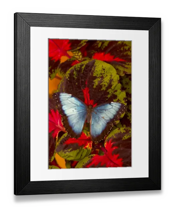 Framed Print : Blue Morpho Butterfly, Morpho peleides, wings open on coleus leaves Framed Print : Blue Morpho Butterfly, Morpho peleides, wings open on coleus leaves