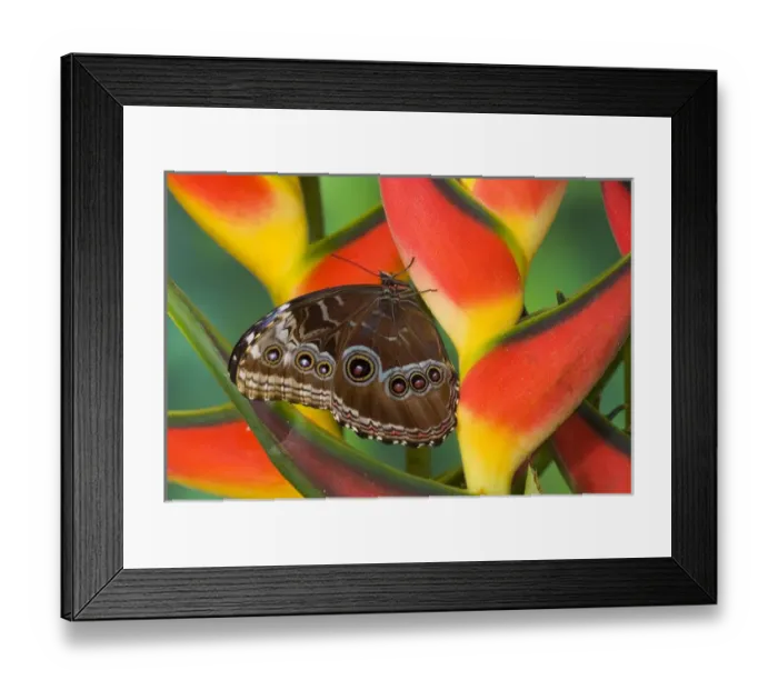 Framed Print : Blue Morpho Butterfly, Morpho granadensis, sitting on tropical Heliconia flowers
