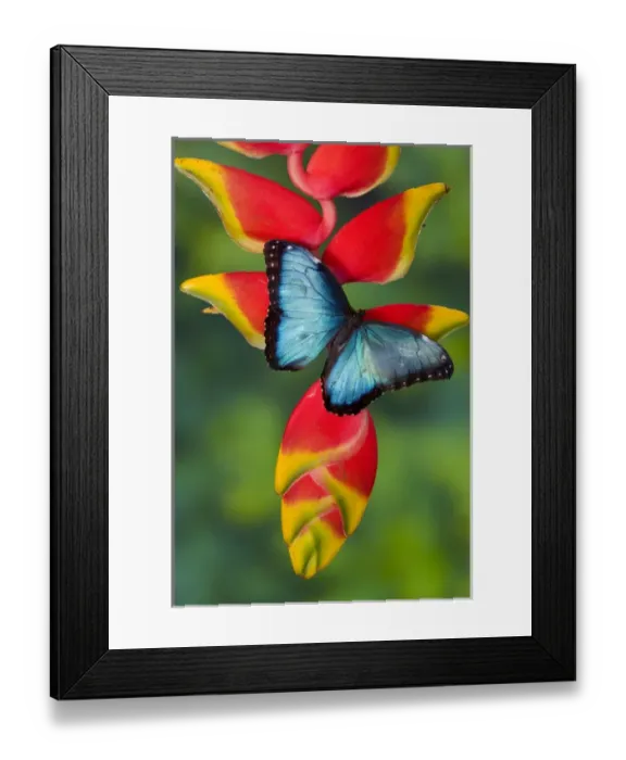 Framed Print : Blue Morpho Butterfly, Morpho granadensis, sitting on tropical Heliconia flowers