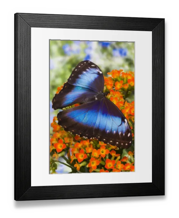 Framed Print : Blue Morpho Butterfly, Morpho peleides Framed Print : Blue Morpho Butterfly, Morpho peleides