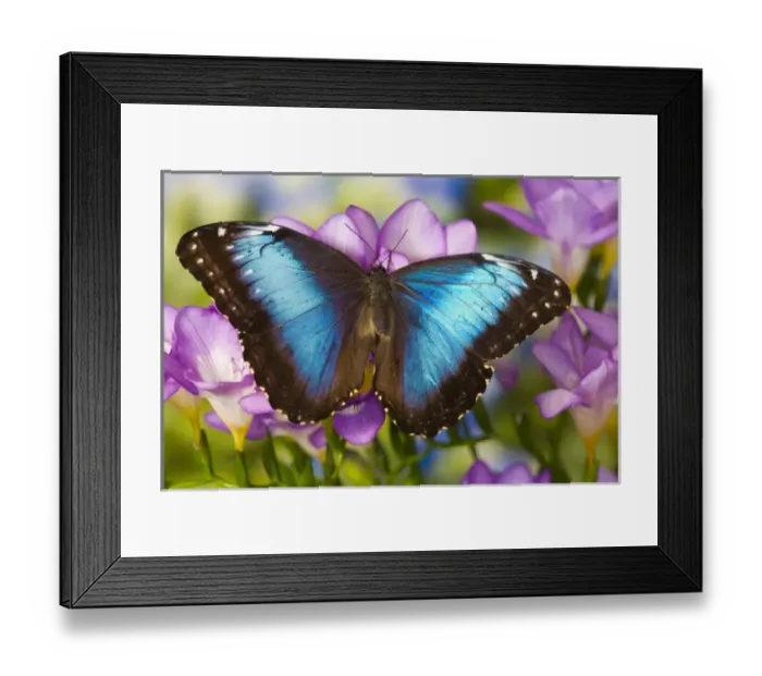 Framed Print : Blue Morpho Butterfly, Morpho peleides Framed Print : Blue Morpho Butterfly, Morpho peleides