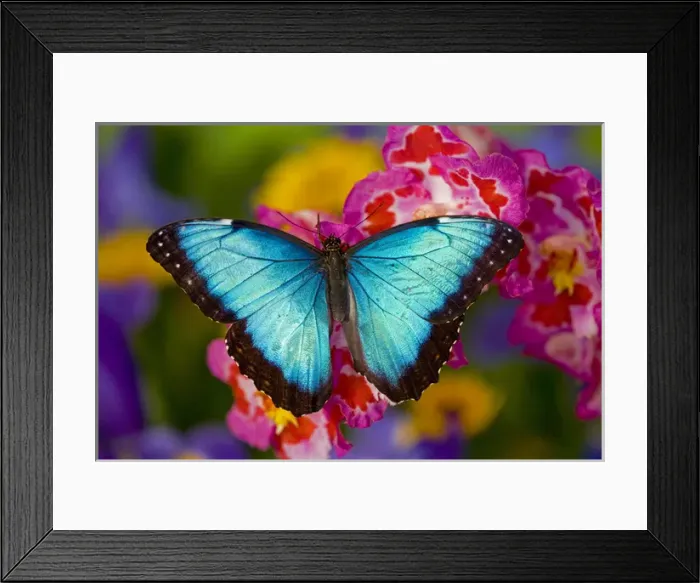 Framed Print : Blue Morpho Butterfly, Morpho peleides, on pink Orchid Framed Print : Blue Morpho Butterfly, Morpho peleides, on pink Orchid