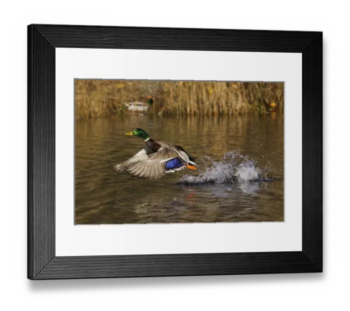 Framed Print : Mallard Drake Taking Flight