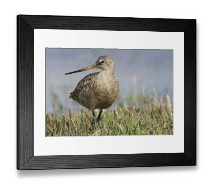 Framed Print : Marbled Godwit Framed Print : Marbled Godwit