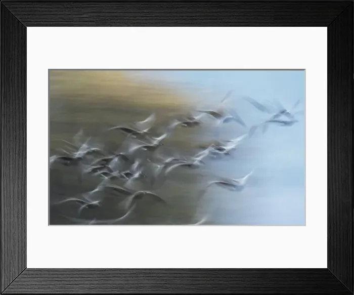 Framed Print : Canada Geese in Flight Framed Print : Canada Geese in Flight
