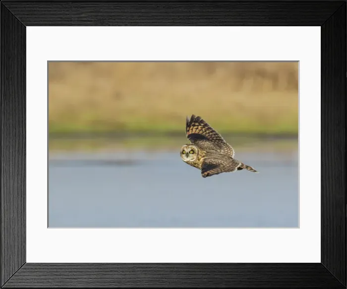 Framed Print : Short-eared Owl in Flight Framed Print : Short-eared Owl in Flight