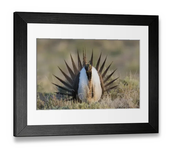 Framed Print : Sage Grouse; Courtship Display Framed Print : Sage Grouse; Courtship Display