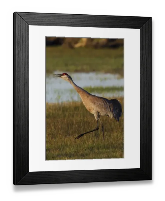 Framed Print : Sandhill Crane Calling Framed Print : Sandhill Crane Calling