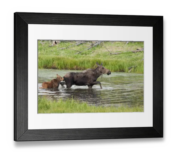 Framed Print : Shiras Cow Moose with Calf